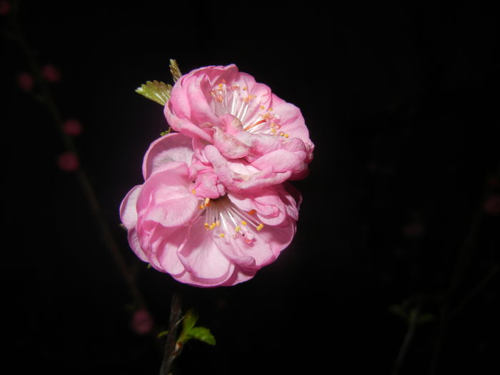 Prunus triloba (2016, March 28)