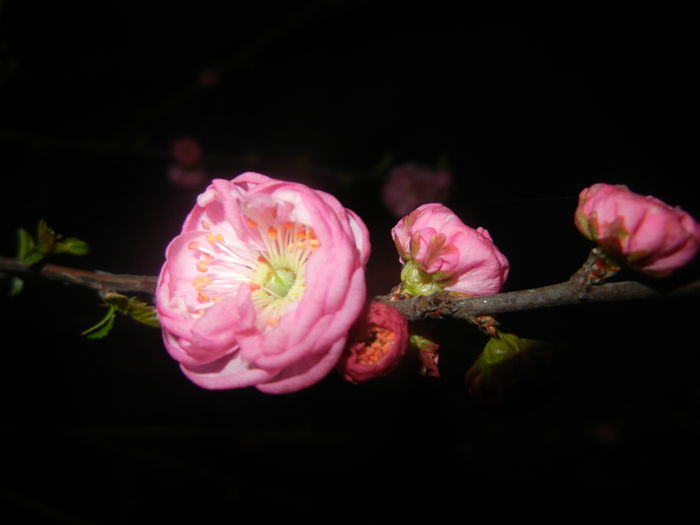 Prunus triloba (2016, March 28) - Prunus triloba