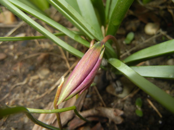 Tulipa pulchella Violacea (2016, March 28)