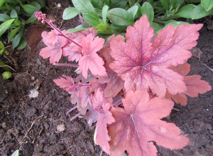 heuchera Sweet Tea - 2016 heuchera heucherella brunnera