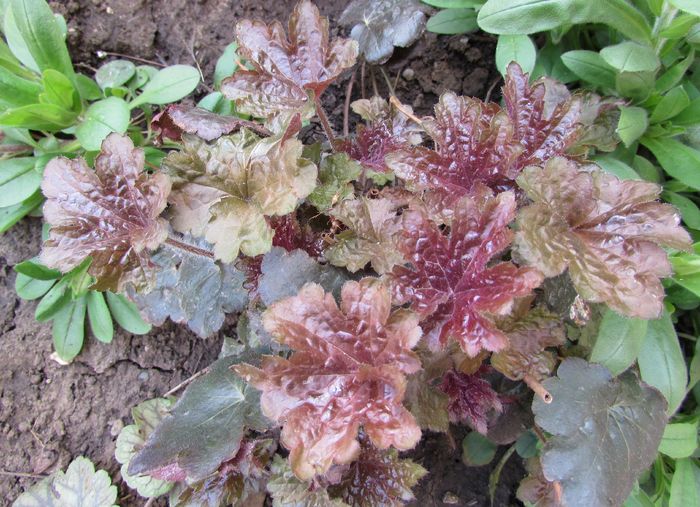 heuchera silver scrolls - 2016 heuchera heucherella brunnera