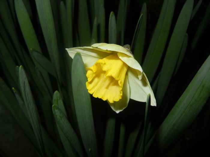 Narcissus Salome (2016, March 28)