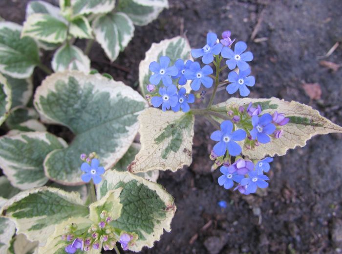 Brunnera macrophylla Variegata - 2016 heuchera heucherella brunnera