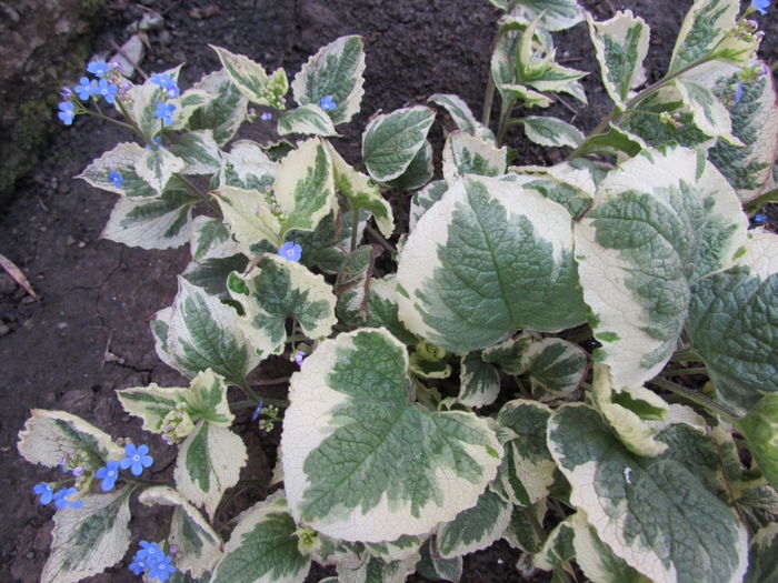 Brunnera macrophylla Variegata