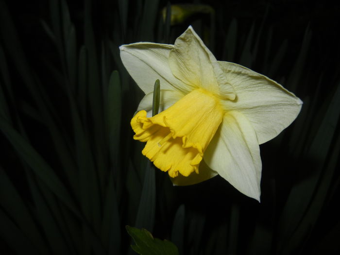 Narcissus Salome (2016, March 28)