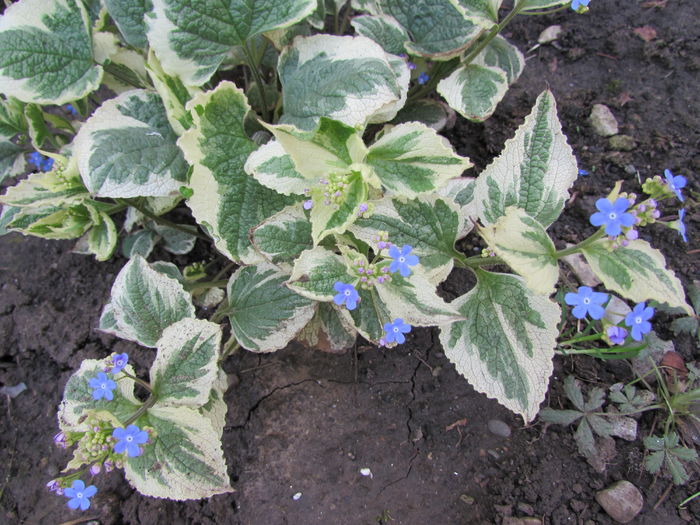 Brunnera macrophylla Variegata