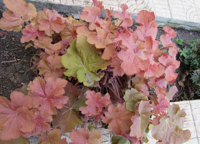 heuchera caramel - 2016 heuchera heucherella brunnera