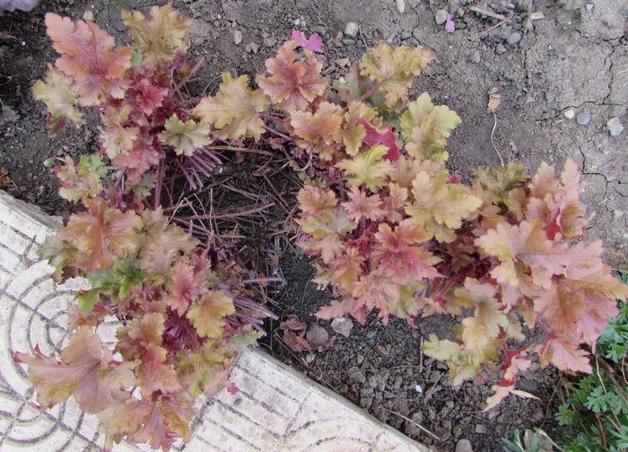 heuchera marmelade