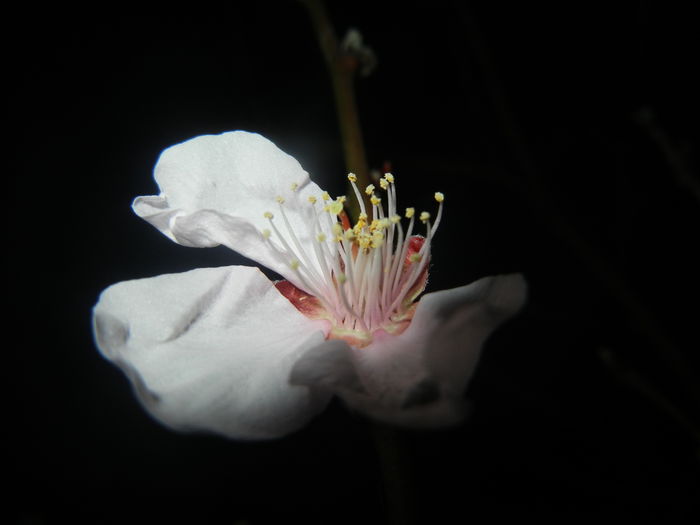 Prunus persica Davidii (2016, March 28)