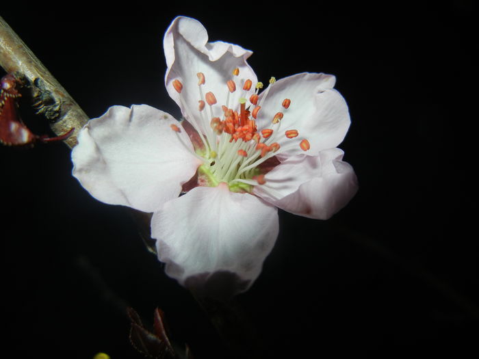 Prunus persica Davidii (2016, March 28)