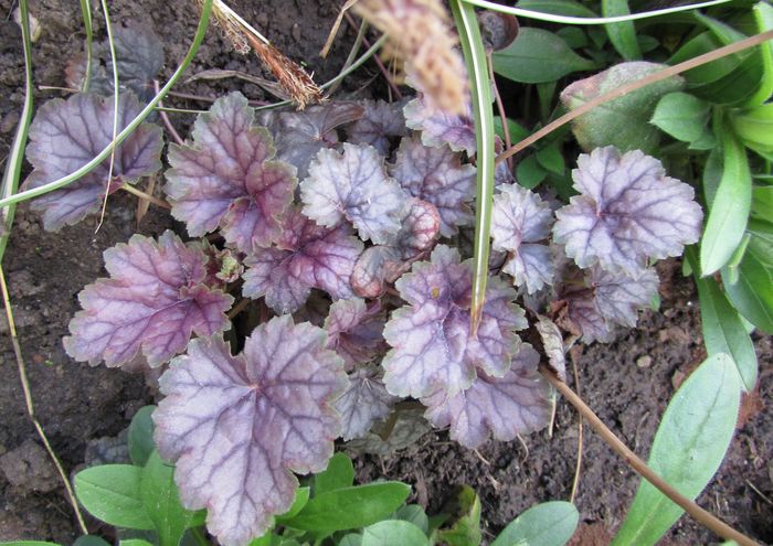 heuchera venus - 2016 heuchera heucherella brunnera