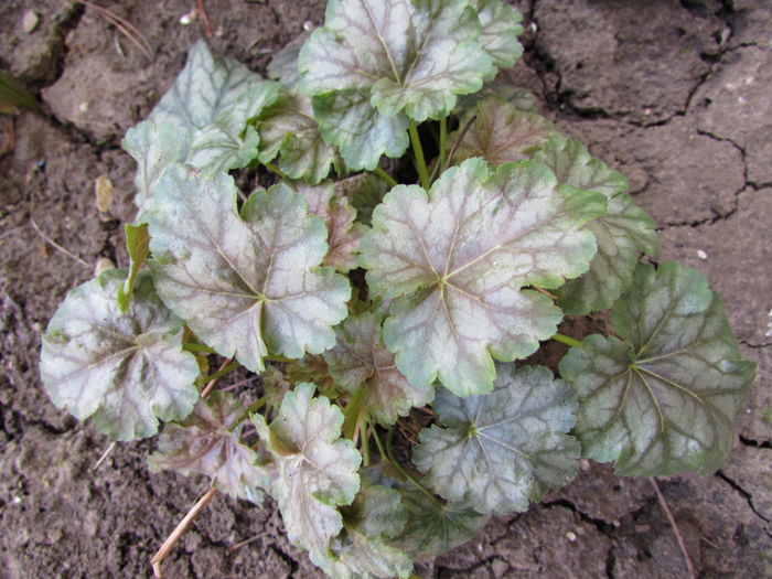 heuchera paris