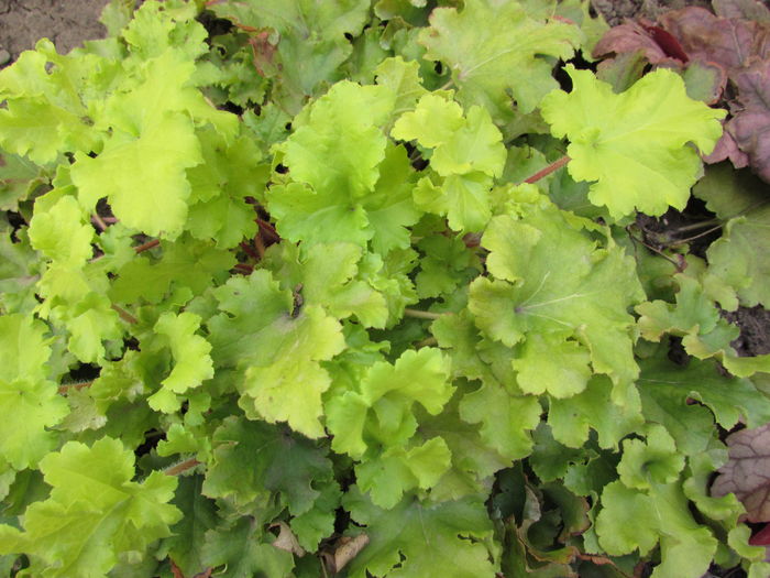heuchera lime marmelade