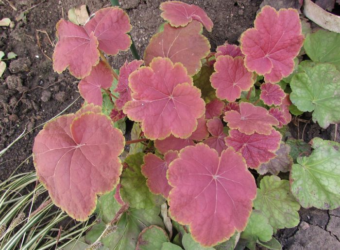 heuchera tiramisu