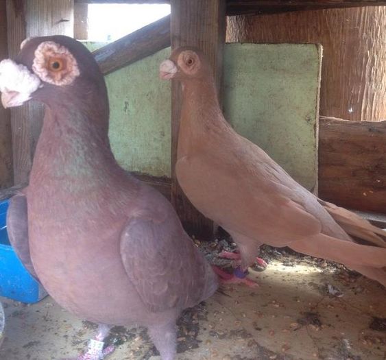 12910229_1024692237568641_754195592_n