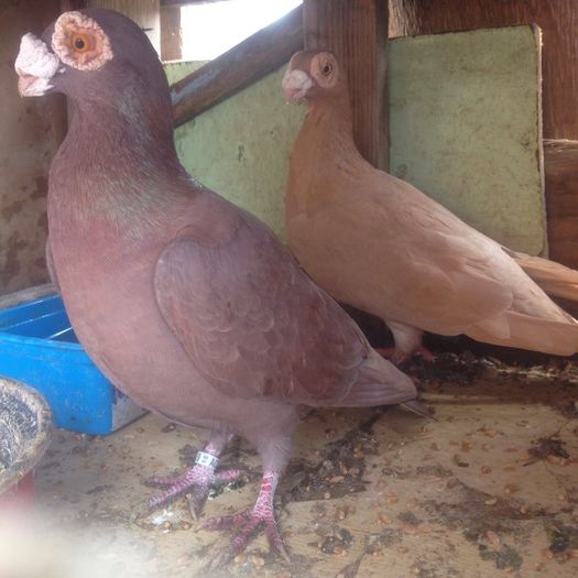 12939640_1024692064235325_1127076938_n