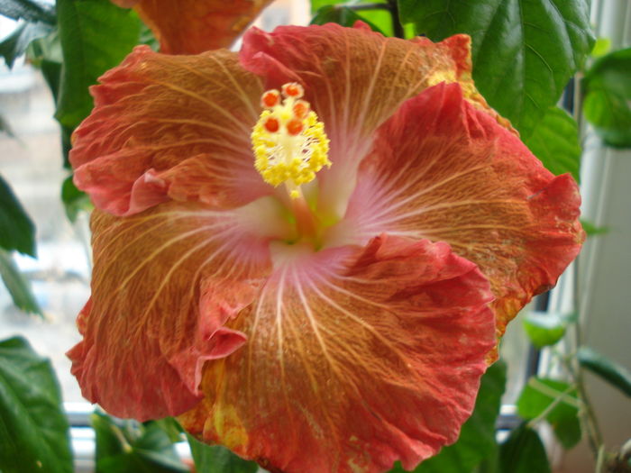 DSC04661 - SEMINTE HIBISCUS