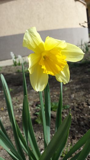 20160401_101543 - In gradina