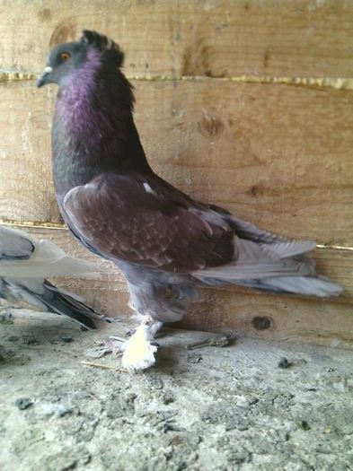 12935473_988712621208098_288997044_n - CIUCALAI