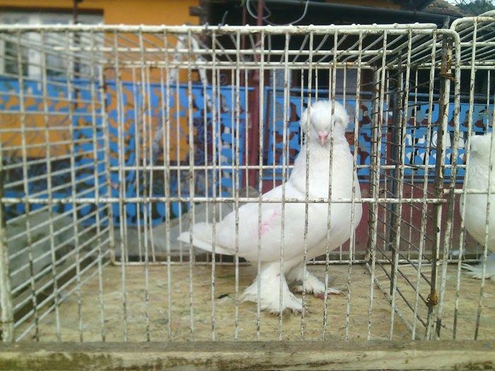 12919289_985986304814063_1631070188_n - urias si incaltati cu mot