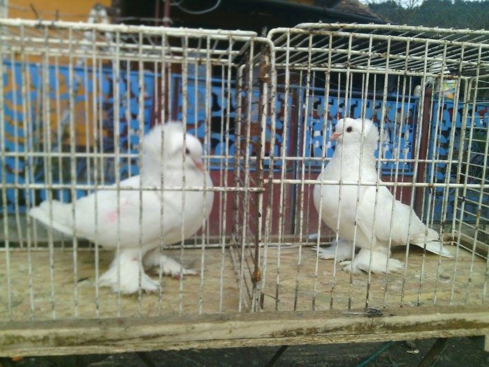 12899643_985986294814064_310676127_n - urias si incaltati cu mot