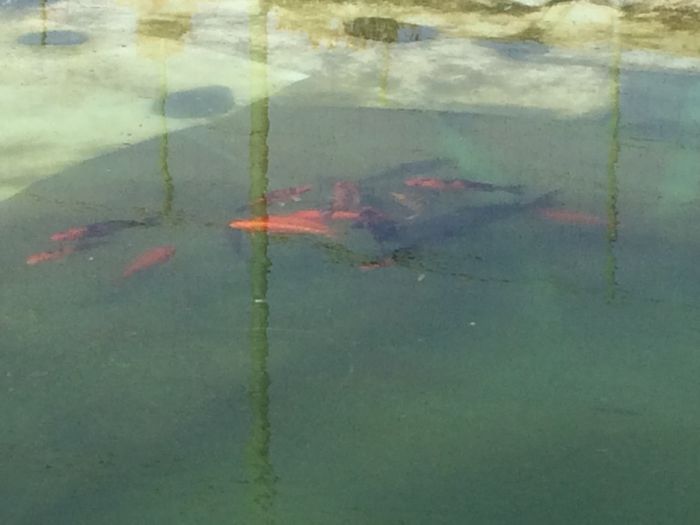 image - Crap koi