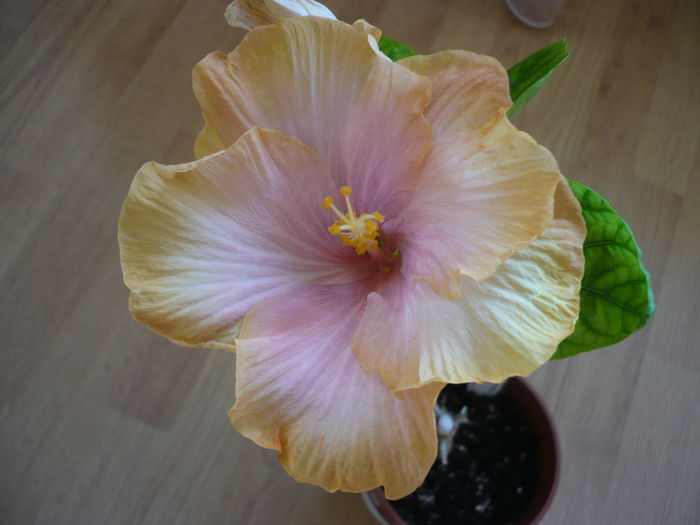 P1250541 - HIBISCUSI 2016-1