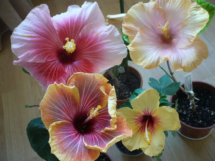 P1250553 - HIBISCUSI 2016-1
