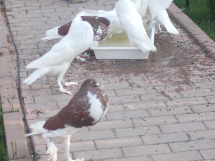 DSCN0859 - Poze noi 2016 de vanzare