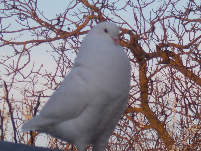 DSCN1466