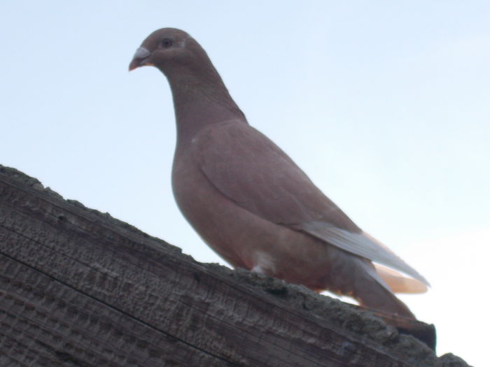 f 2015 - voiajori standard