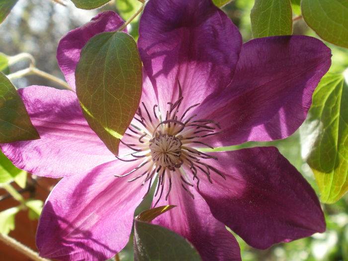  - Clematis