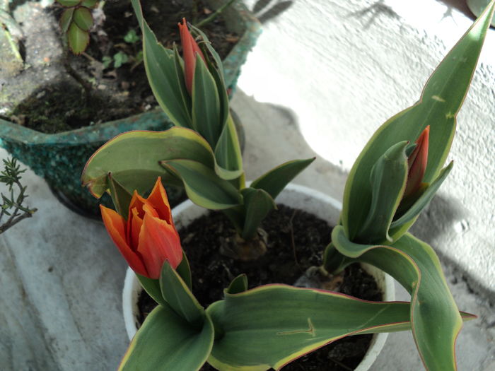 lalele potice variegate