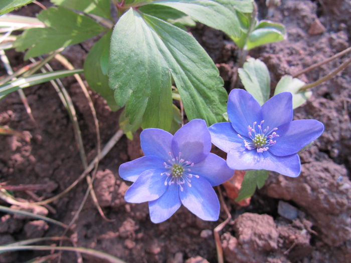 29 martie, hepatica nobilis - 2016 plantele mele