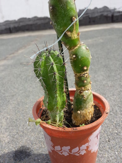  - Cactusi - 2016