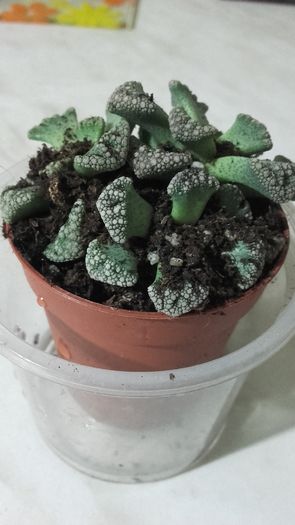 Titanopsis