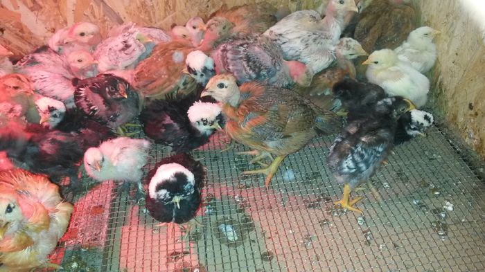 printre alții!; Avem 3 saptamani
