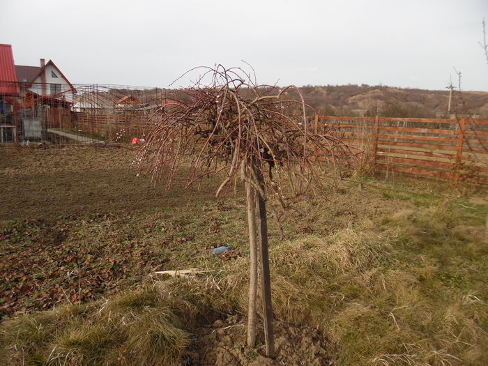 Salix Caprea - x Arbusti si liane 2016