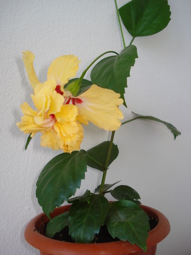 DSC04397 - HIBISCUS 2016