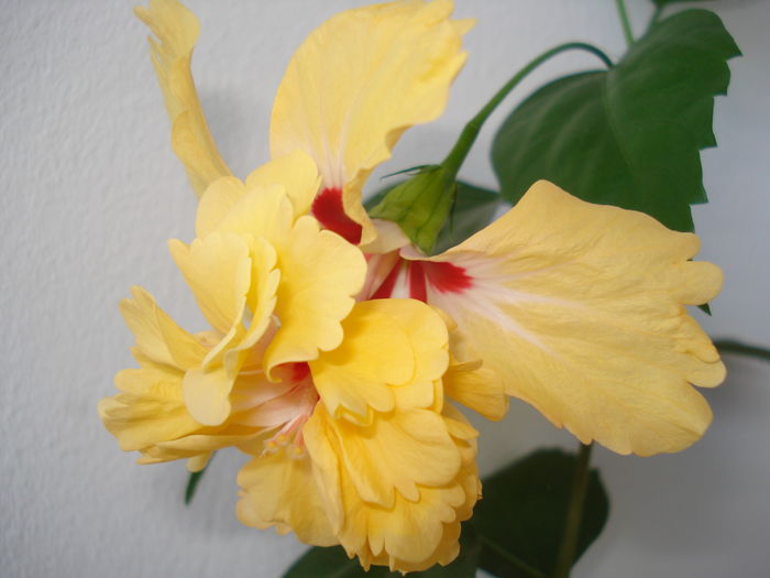 DSC04399 - Hibiscus El Capitolio Yellow