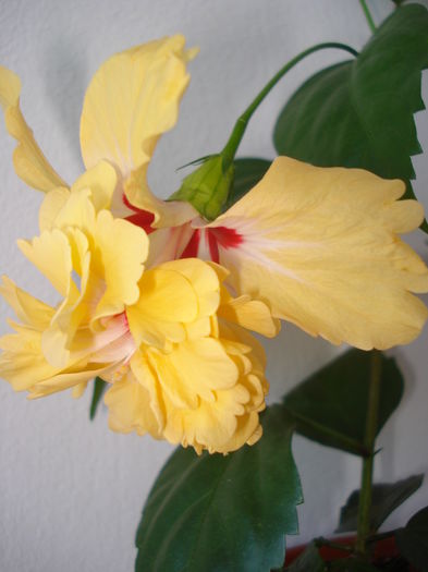 DSC04395 - Hibiscus El Capitolio Yellow