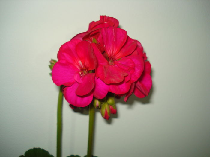 DSC04903 - FLORI 2016
