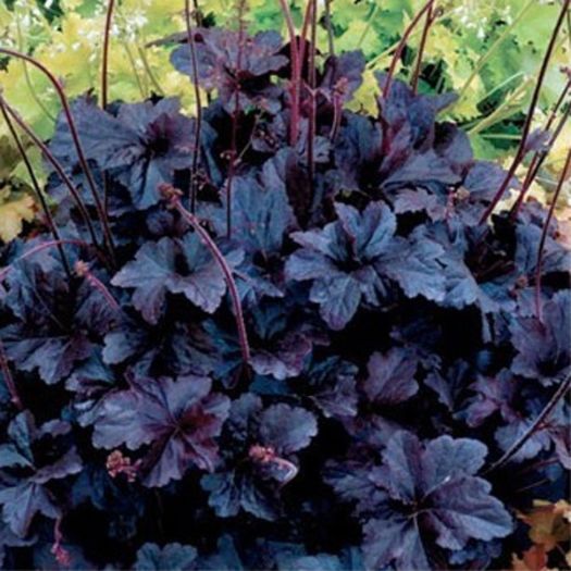 heuchera-obsidian