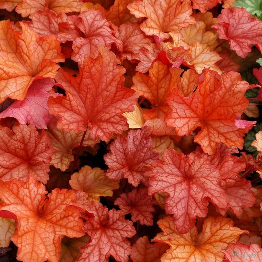 Heuchera_Paprika_2b-qpr - ALTE NOUTATI IN GRADINA MEA