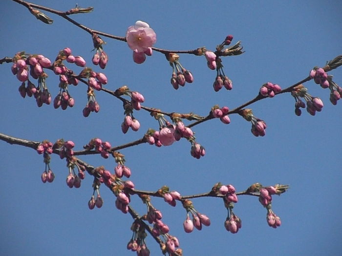 P3280058 - Primavarisme