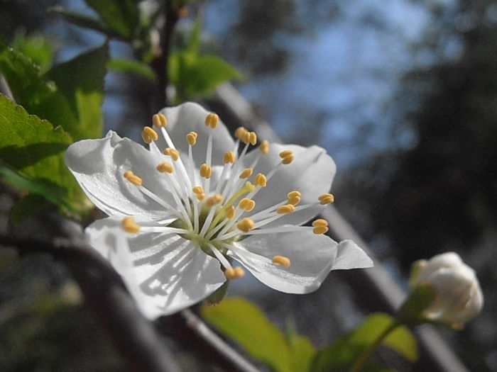 P4010810 - Primavarisme