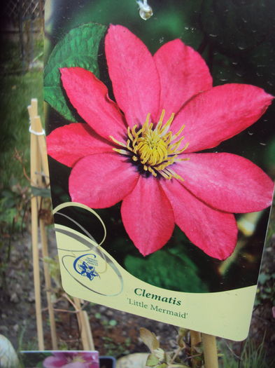 DSC08895 - CLEMATITE