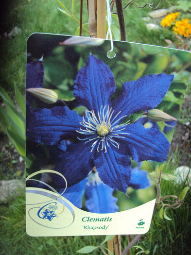 DSC08899 - CLEMATITE