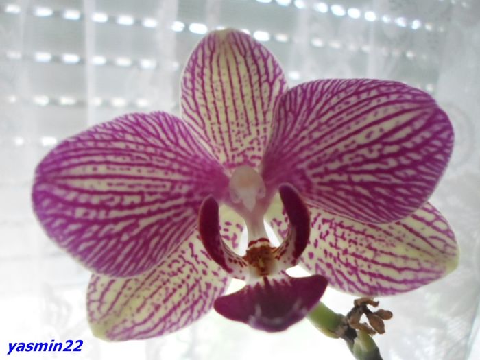 005 - 9-Orchideele mele