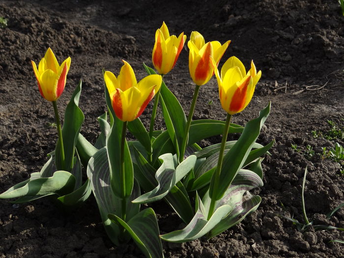 1 aprilie :)) - Martie-Nicio iarna nu dureaza o vesnicie